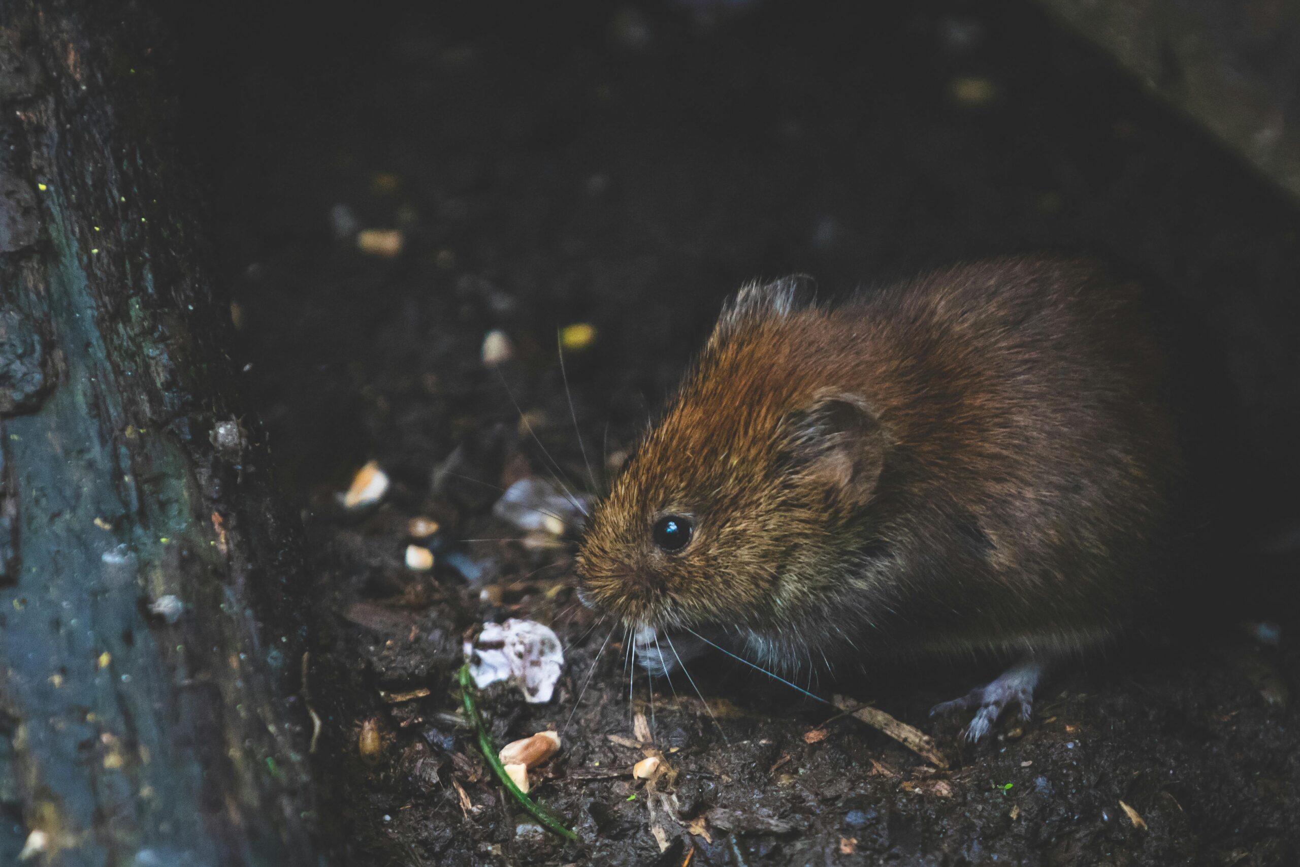 attic rodent prevention tips